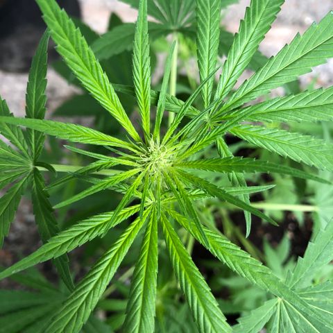 Gelato growlog timeline photo