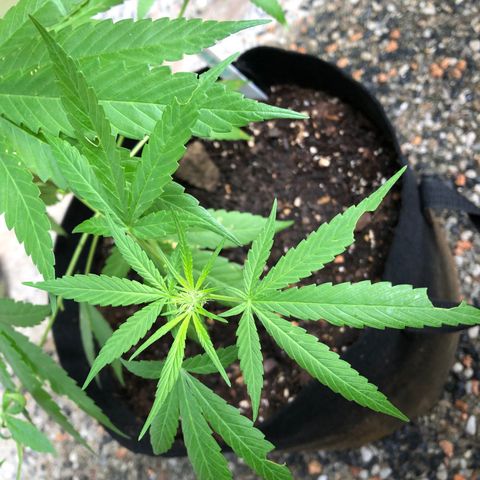 Gelato growlog timeline photo