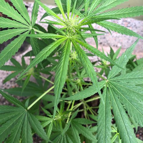 Gelato growlog timeline photo