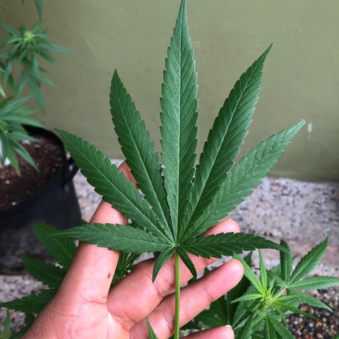 Gelato growlog timeline photo