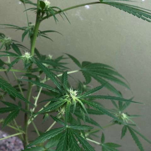 Gelato growlog timeline photo