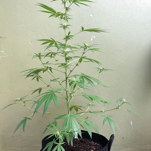 Gelato growlog timeline photo