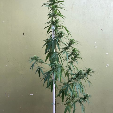 Local Sativa growlog timeline photo