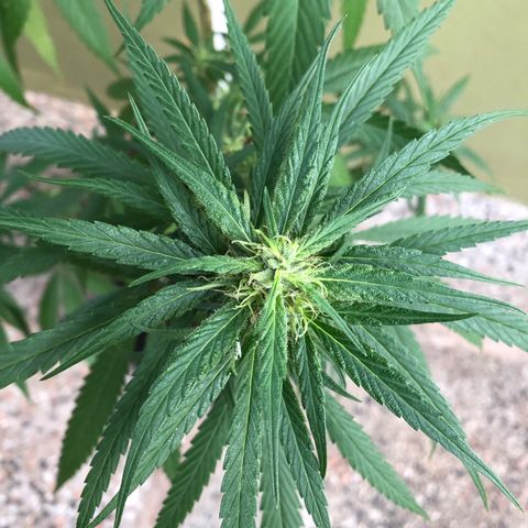 Local Sativa growlog timeline photo
