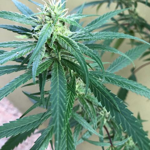 Local Sativa growlog timeline photo