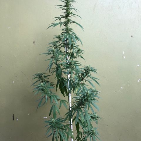 Local Sativa growlog timeline photo