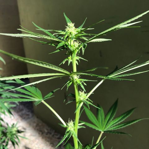 Gelato growlog timeline photo