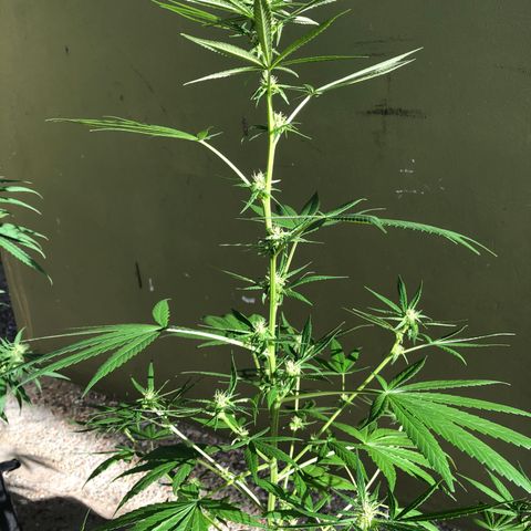Gelato growlog timeline photo