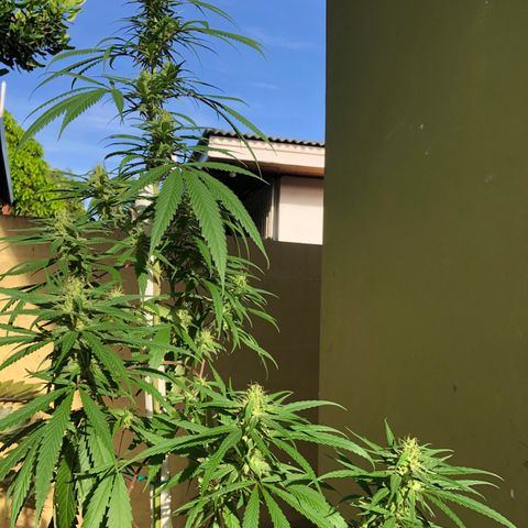 Local Sativa growlog timeline photo