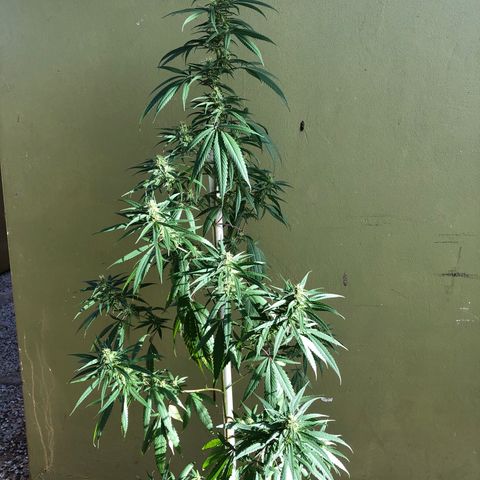 Local Sativa growlog timeline photo