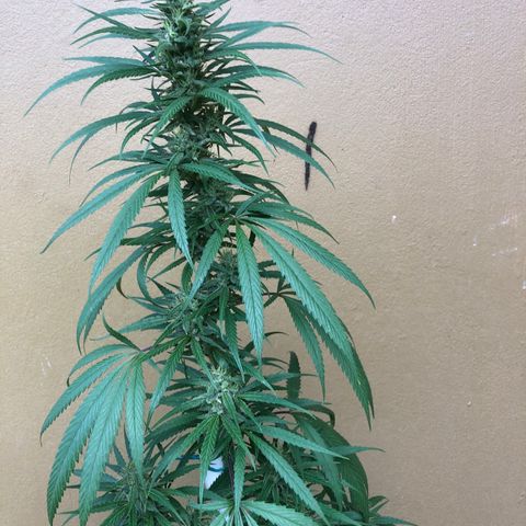 Local Sativa growlog timeline photo