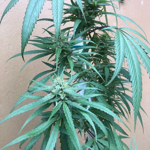 Local Sativa growlog timeline photo