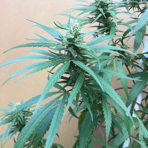 Local Sativa growlog timeline photo
