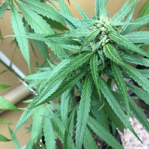 Local Sativa growlog timeline photo