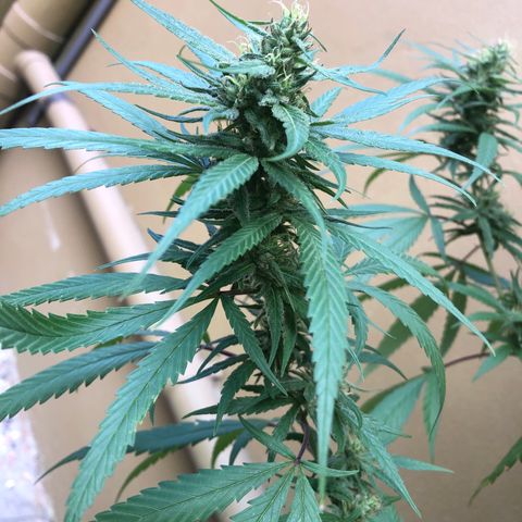 Local Sativa growlog timeline photo