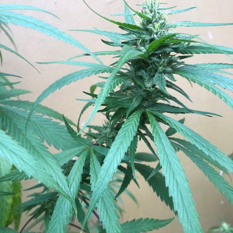 Local Sativa growlog timeline photo