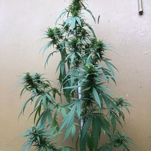 Local Sativa growlog timeline photo