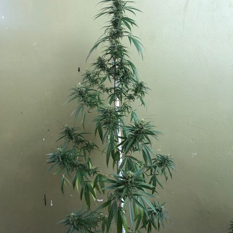 Local Sativa growlog timeline photo
