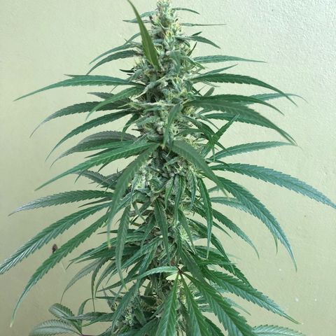 Local Sativa growlog timeline photo