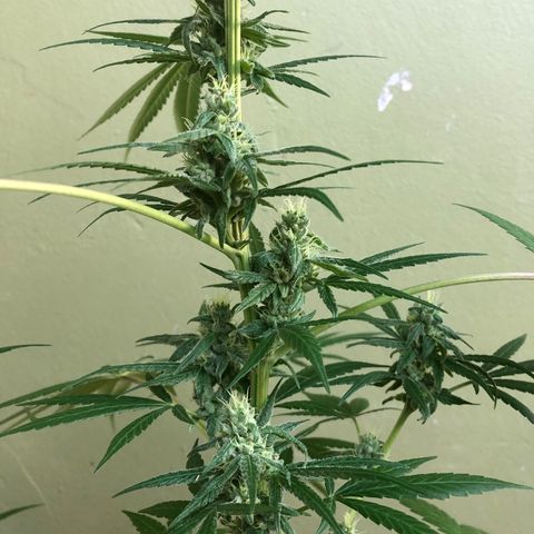 Gelato growlog timeline photo