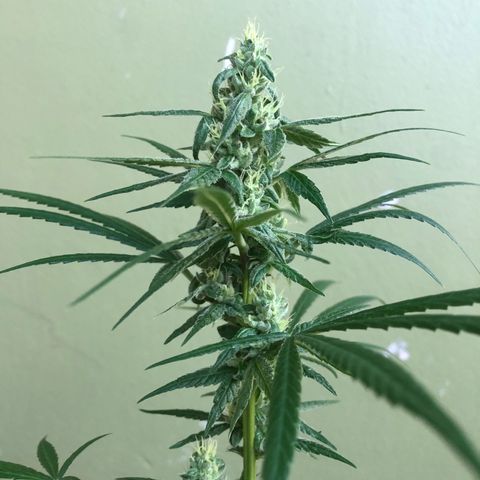 Gelato growlog timeline photo