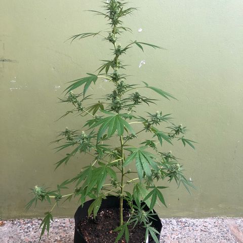Gelato growlog timeline photo