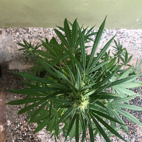 Gelato growlog timeline photo