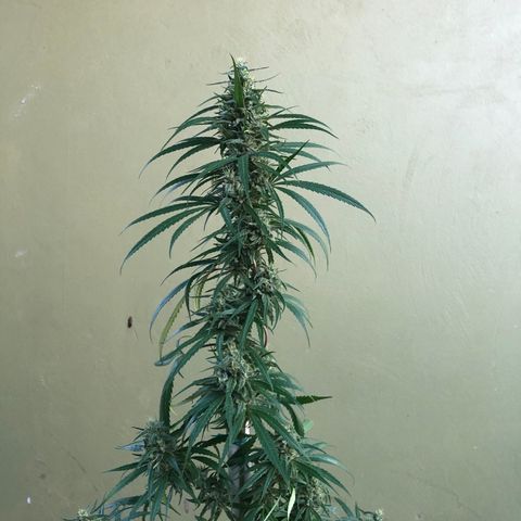 Local Sativa growlog timeline photo