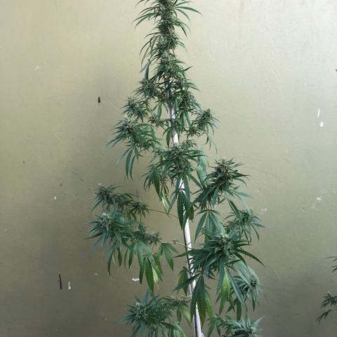 Local Sativa growlog timeline photo