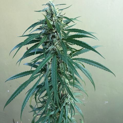 Local Sativa growlog timeline photo