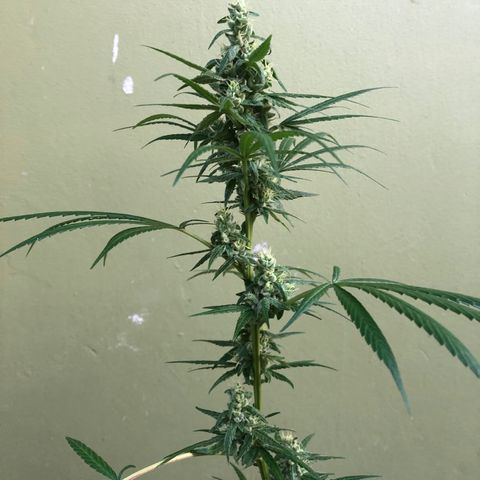 Gelato growlog timeline photo