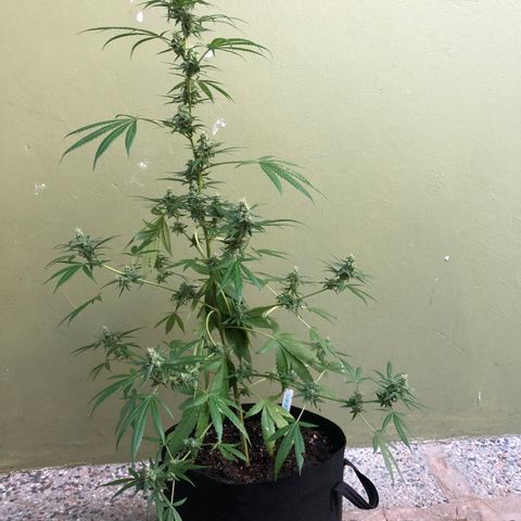 Gelato growlog timeline photo