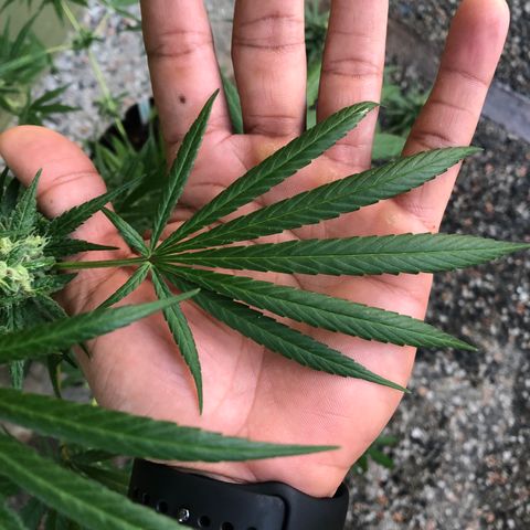 Gelato growlog timeline photo