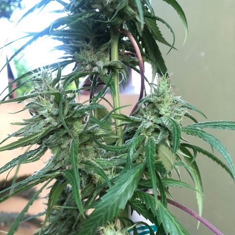 Local Sativa growlog timeline photo