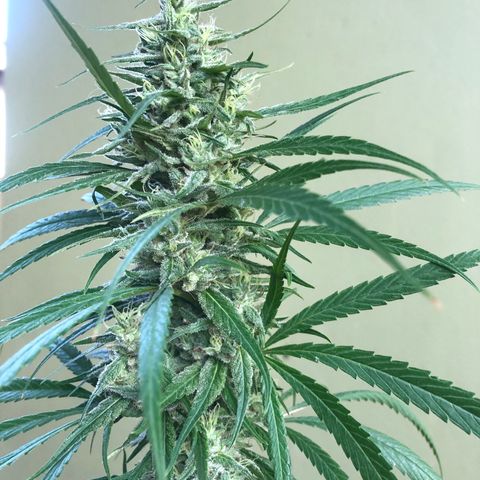 Local Sativa growlog timeline photo