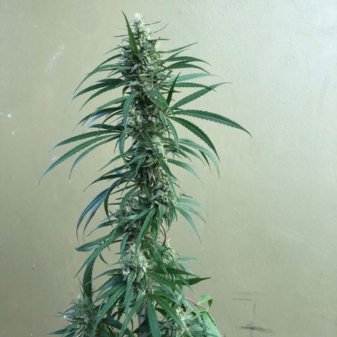 Local Sativa growlog timeline photo