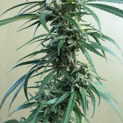 Local Sativa growlog timeline photo