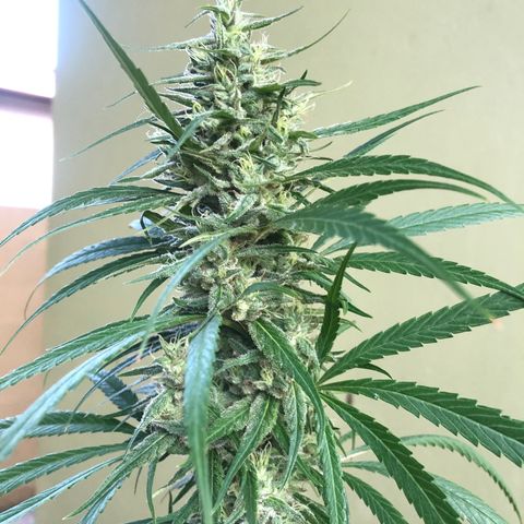 Local Sativa growlog timeline photo