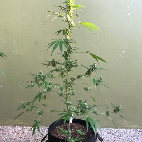 Gelato growlog timeline photo
