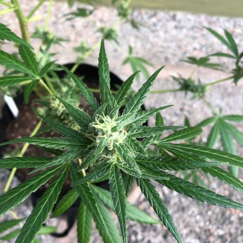 Gelato growlog timeline photo