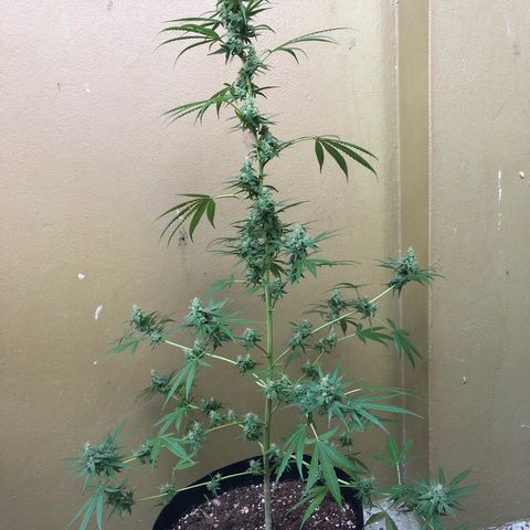 Gelato growlog timeline photo