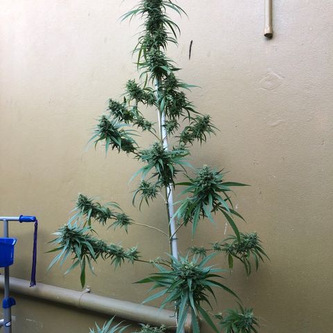 Local Sativa growlog timeline photo