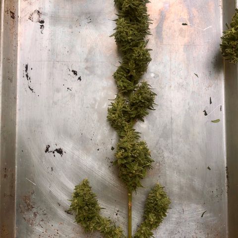 Local Sativa growlog timeline photo
