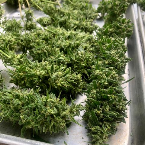 Local Sativa growlog timeline photo