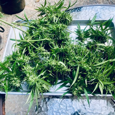 Local Sativa growlog timeline photo