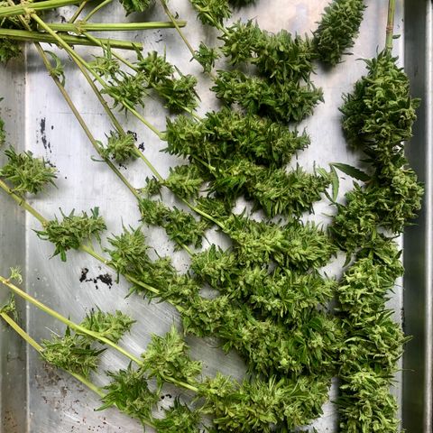 Local Sativa growlog timeline photo