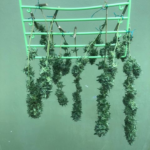 Local Sativa growlog timeline photo