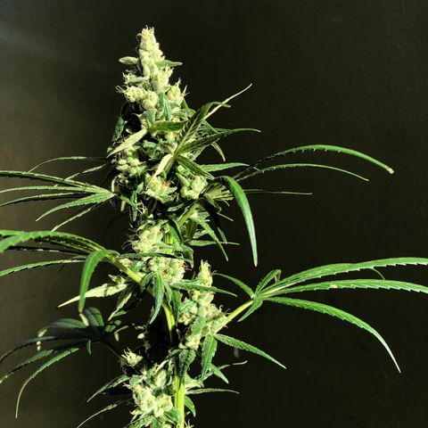 Gelato growlog timeline photo