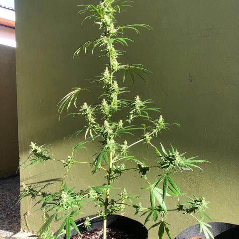 Gelato growlog timeline photo