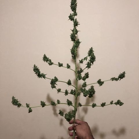 Gelato growlog timeline photo